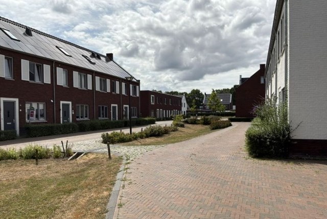 Foto 6: Vlijmen - Ranonkel - Foto 6