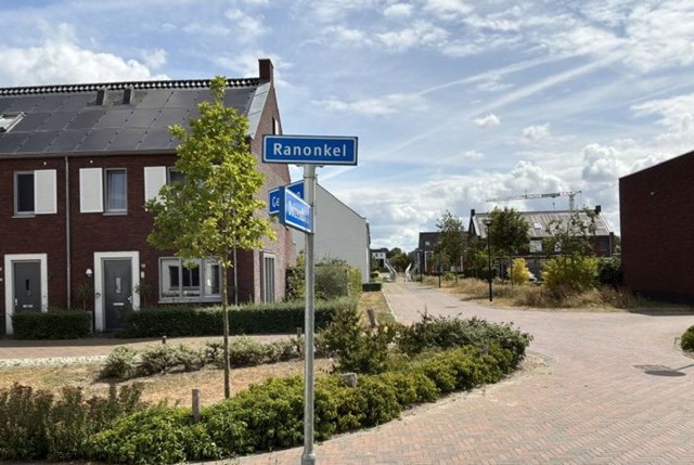 Foto 7: Vlijmen - Ranonkel - Foto 7