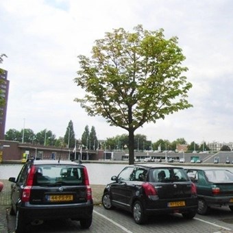 Rotterdam, Coolhaven, 2-kamer appartement - foto 2