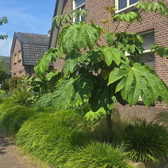 Olst, Enkweg, eengezinswoning - foto 2